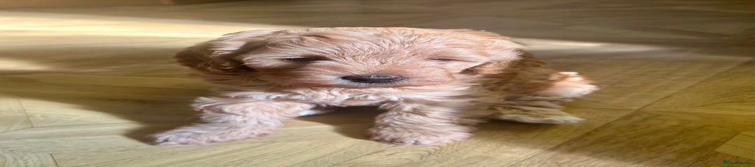 Cavapoo Puppy 1