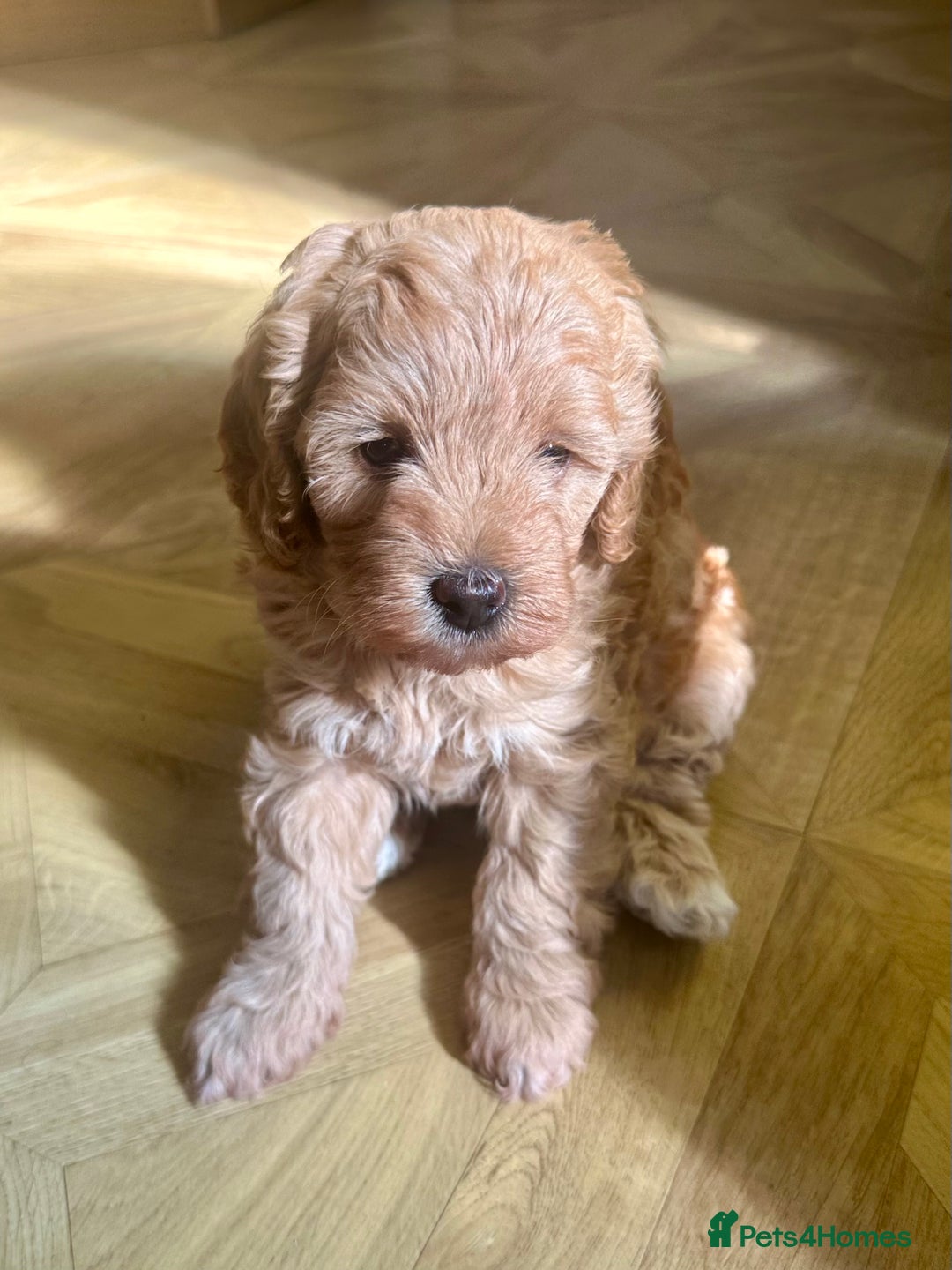 Cavapoo dogs for sale: Beautiful F1b cavapoo puppies - Image 19