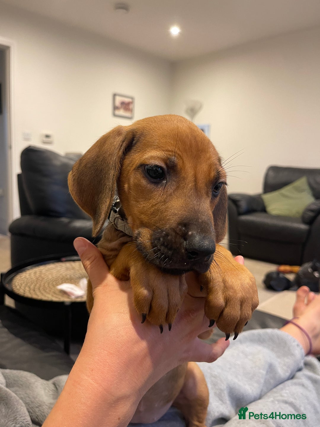 Rhodesian Ridgeback dogs for sale: Pedigree Ridgeback Puppies - READY FOR VIEWING in Scunthorpe - Image 13