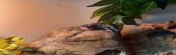 Leopard Gecko reptiles for sale: Leopard gecko + full set up - Advert 7