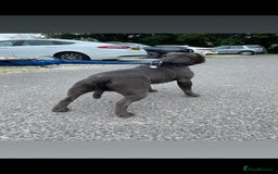 Staffordshire Bull Terrier dogs for stud: KC REGISTERED BLUE STAFFORDSHIRE TERRIER  in Burton-on-Trent - Image 11