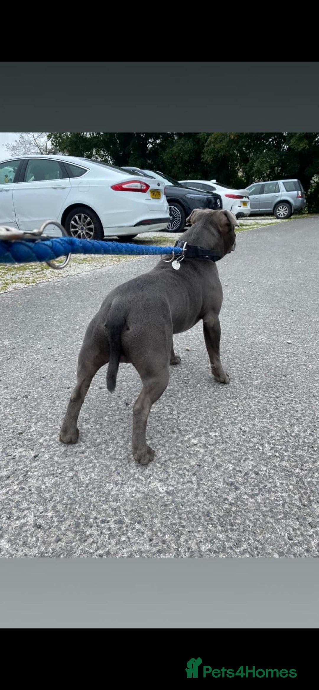 Staffordshire Bull Terrier dogs for stud: KC REGISTERED BLUE STAFFORDSHIRE TERRIER  in Burton-on-Trent - Image 11