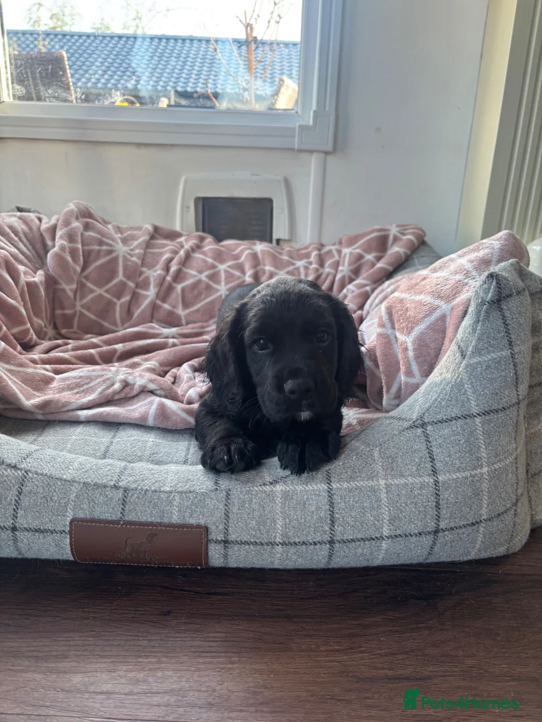 Sprocker dogs for sale: Beautiful Sprocker Spaniel puppy - Advert 1