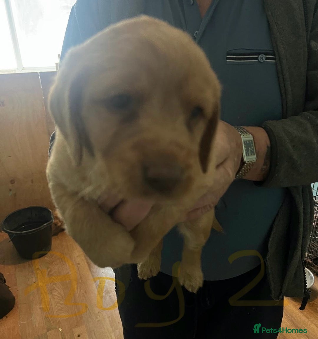 Labradoodle dogs for sale: Labradoodle puppies for sale  - Image 5