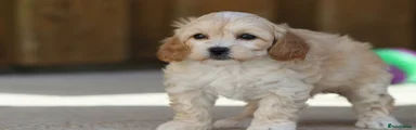 Cavapoochon Puppy 7