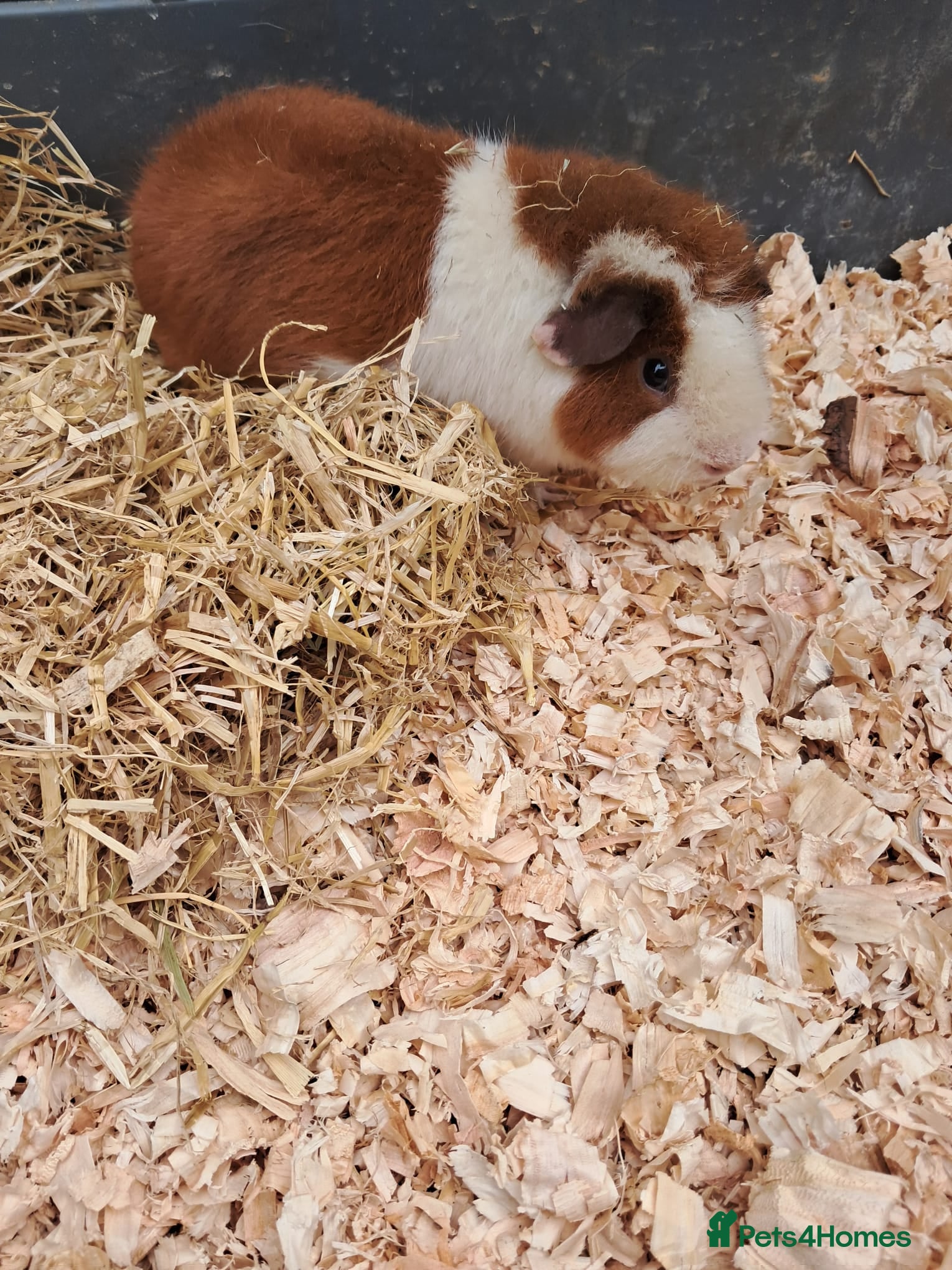 Guinea Pig rodents BEAUTIFUL BABY TEDDY BOYS  - Advert 15