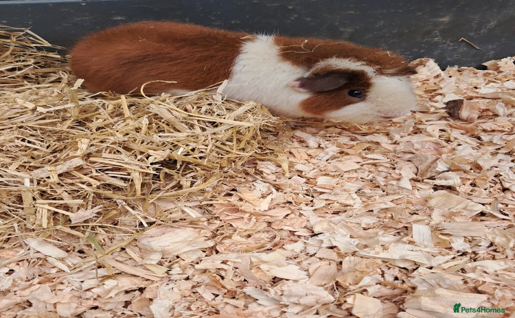 Guinea Pig rodents - Advert 2