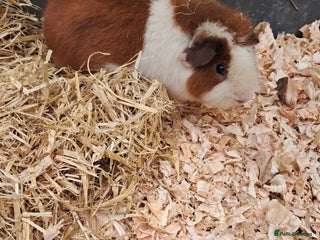 Guinea Pig rodents BEAUTIFUL BABY TEDDY BOYS - Advert 10