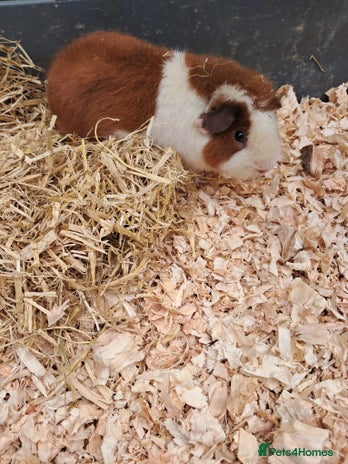 Guinea Pig rodents - Advert 2