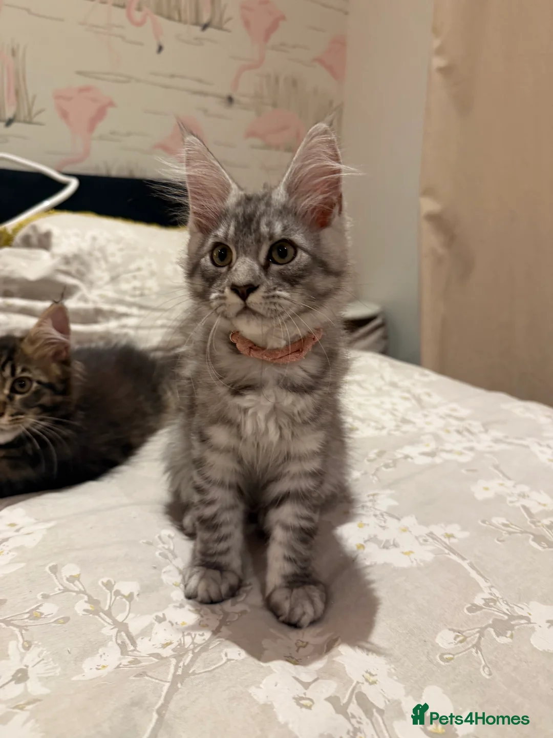 Maine Coon cats for sale: Silver Tabby Maine Coons - Advert 9