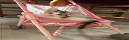 Mixed Breed cats for sale: 7 beautiful kittens  - Advert 2