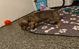 Mixed Breed dogs for sale: Maltese Cross Miniature Dachshund  - Image 3