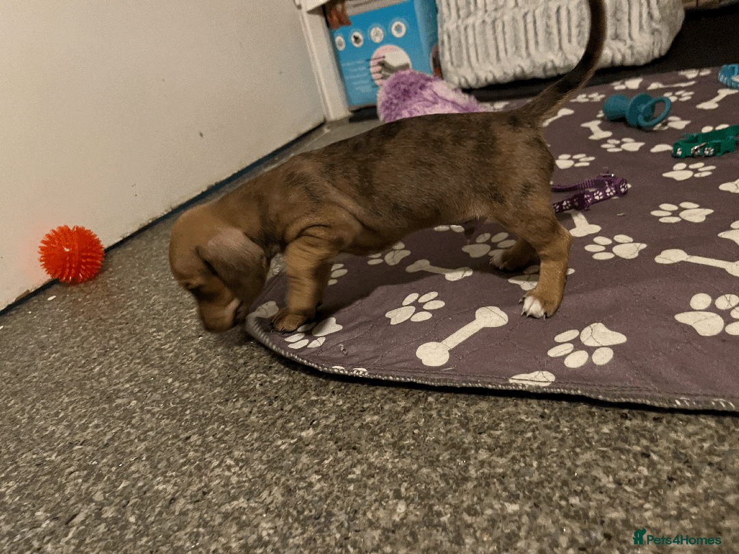 Mixed Breed dogs for sale: Maltese Cross Miniature Dachshund  - Image 3