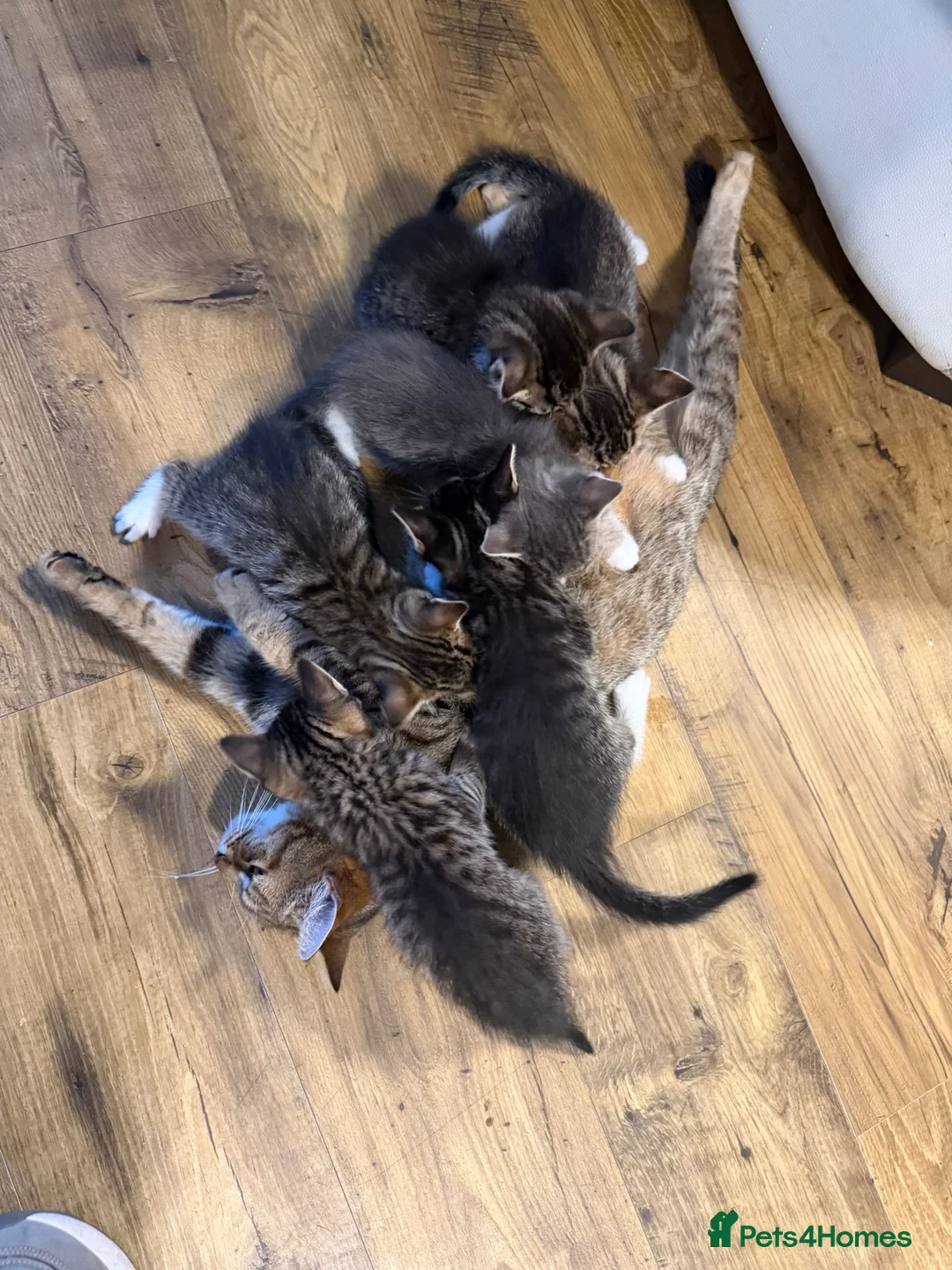 Mixed Breed cats for sale: Beautiful Tabby Kittens ready for new home in Reading - Advert 2