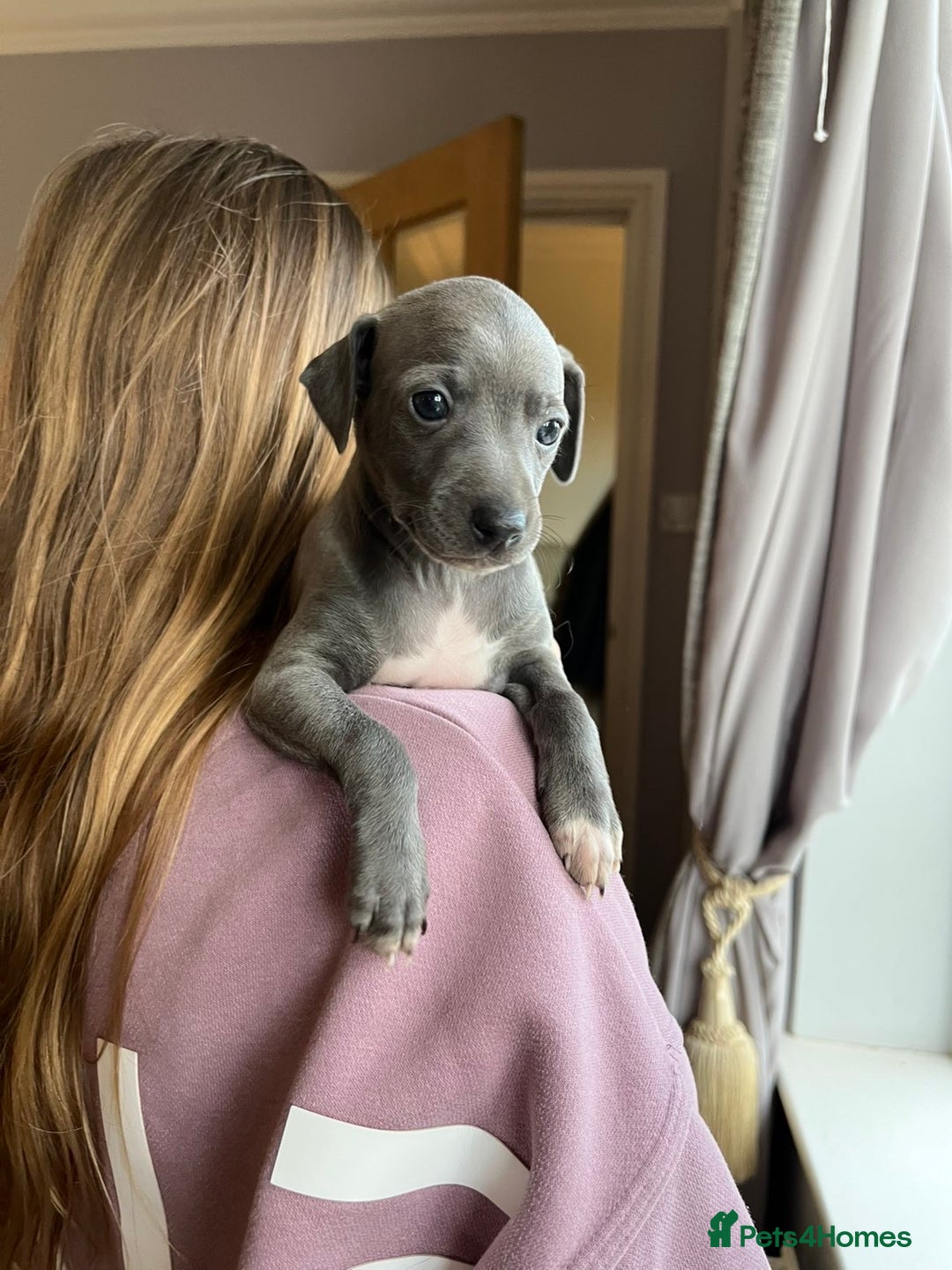 Italian Greyhound dogs for sale: 🐾kc registered Italian greyhound puppies 🐾 - Image 23