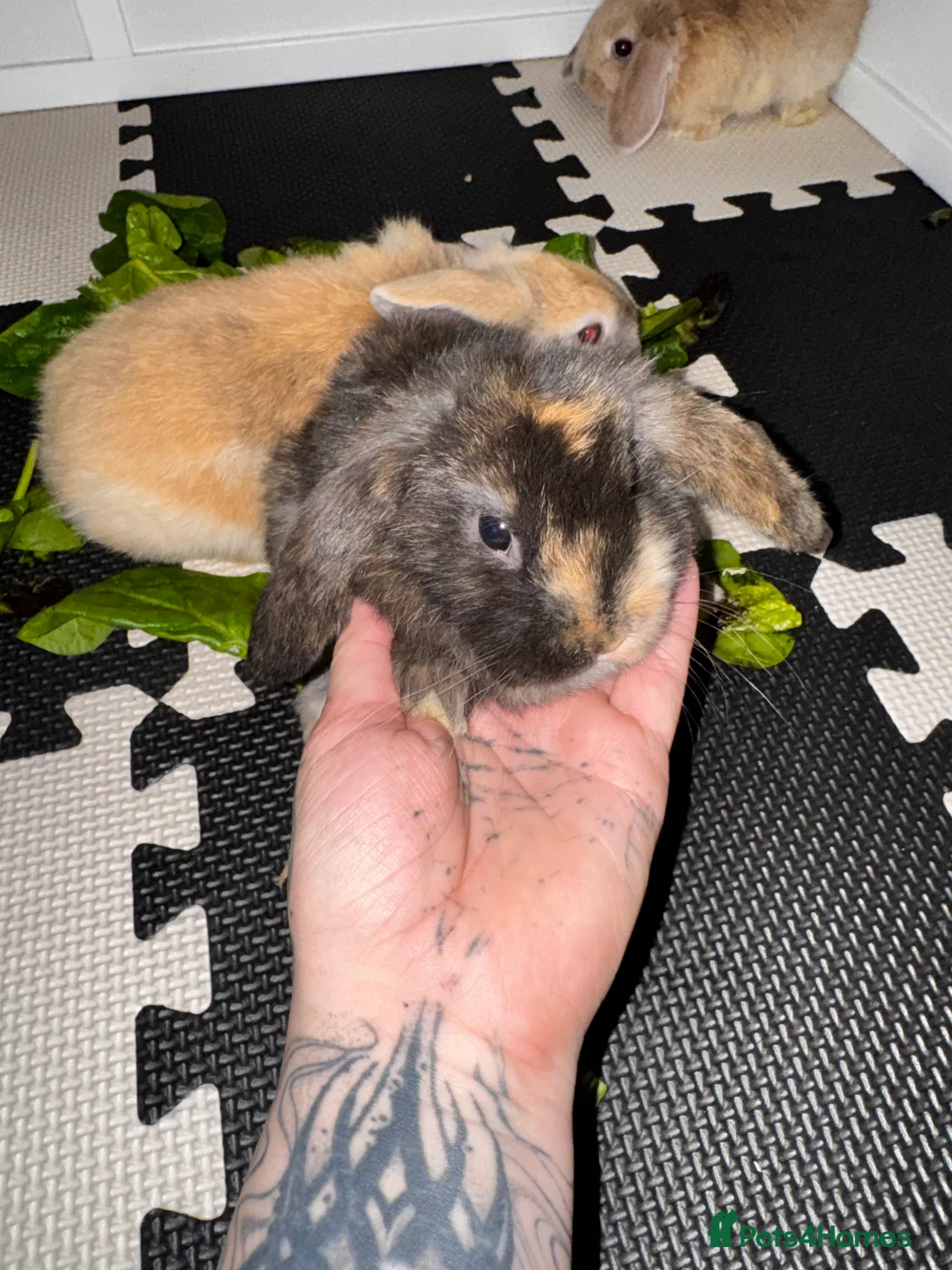 Mini Lop rabbits for sale: Beautiful mini lop bunnies - Advert 9