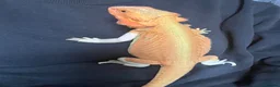 Bearded Dragon reptiles for sale: Leatherback bearded dragon  - Advert 6