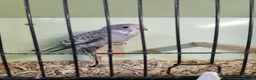 Budgerigars birds for sale: Budgies available now 🐦🐦‍⬛🦜🦚 - Advert 20