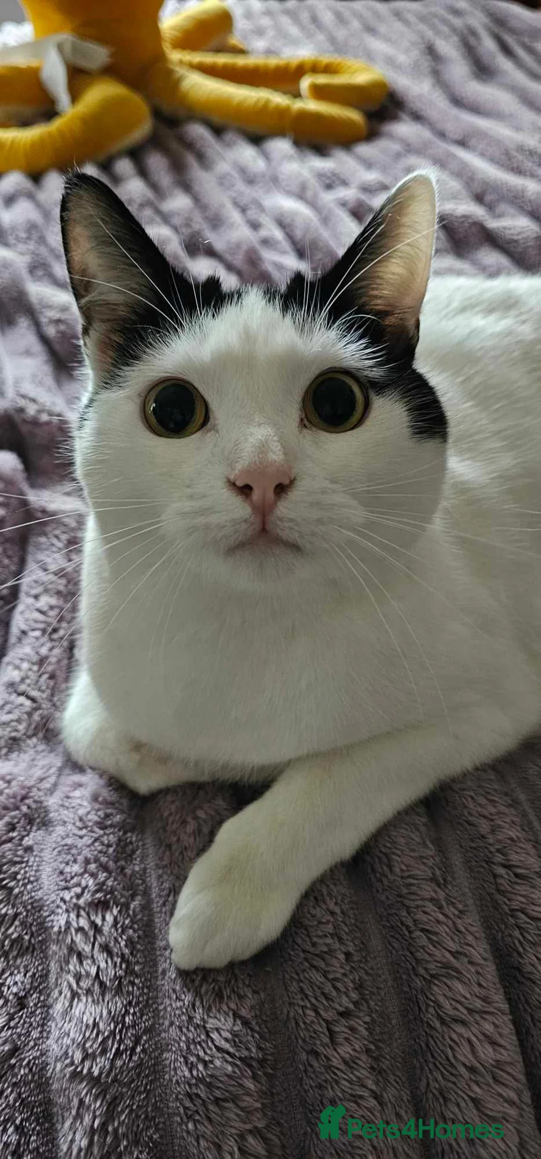 Mixed Breed cats for sale: 1 beautiful female cat - Advert 2