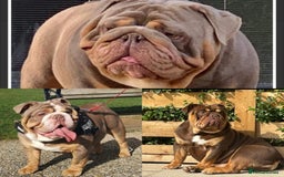 English Bulldog dogs for sale: Stunning bulldogs  - Image 13