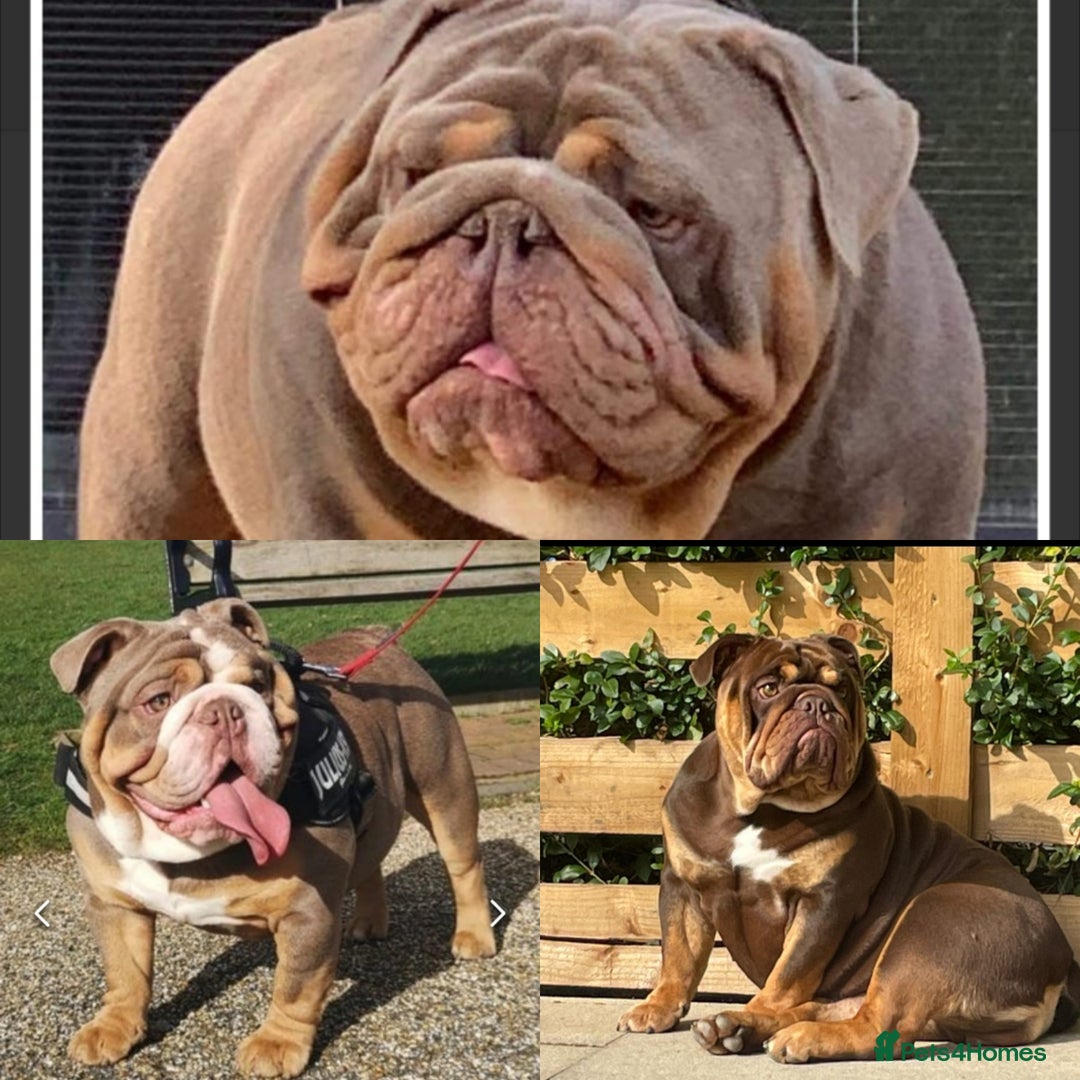 English Bulldog dogs for sale: Stunning bulldogs  - Image 13