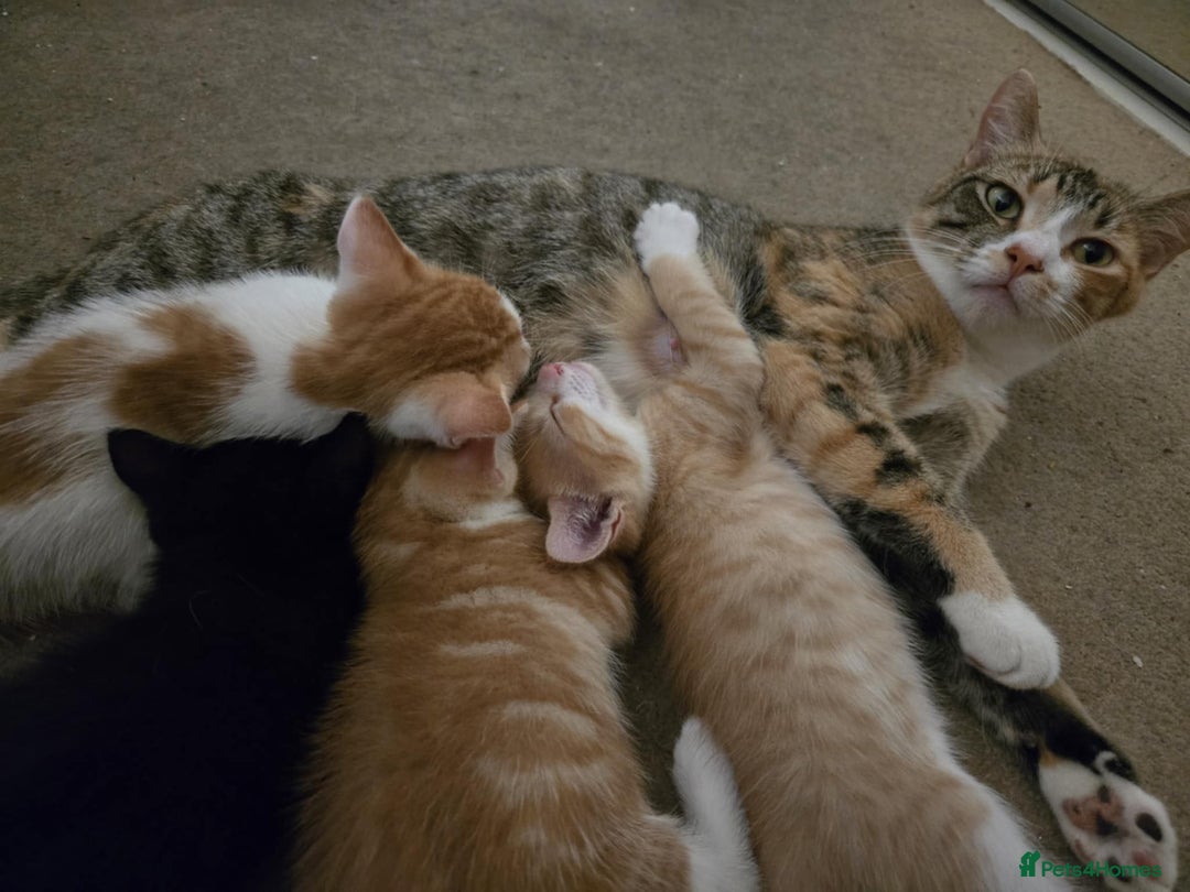 Mixed Breed cats for sale: 4 Playful Male Kittens Ready for Loving Homes! - Image 2
