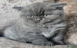 British Shorthair cats for sale: British blue shorthair female kitten - Image 7