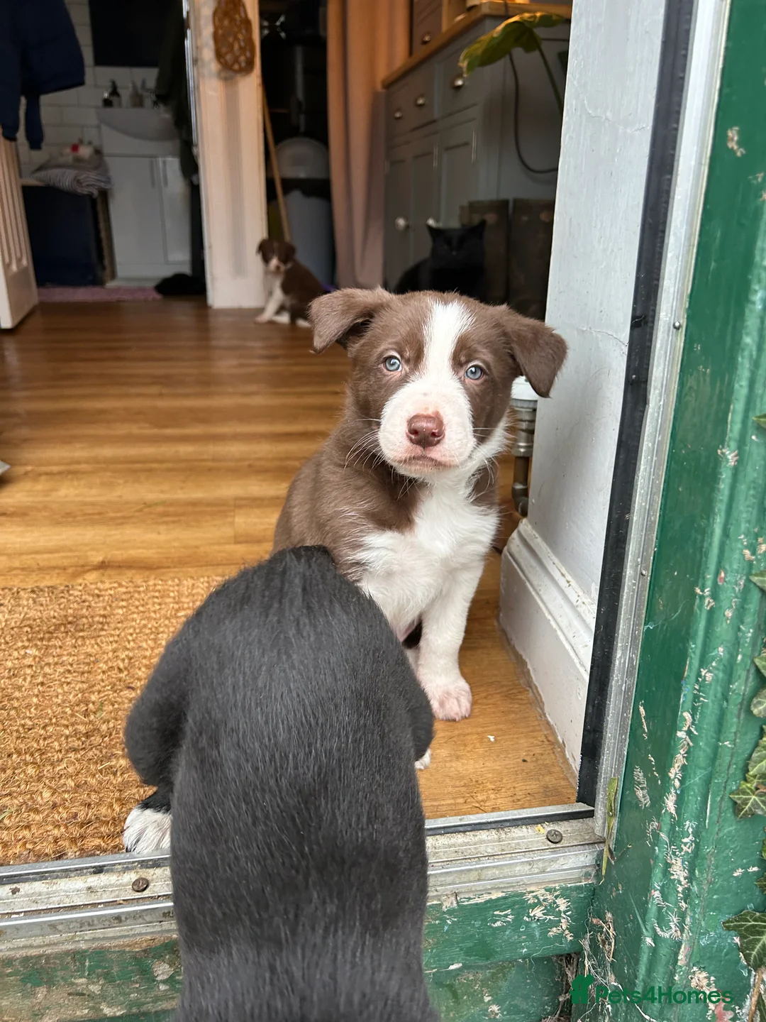 Border Collie dogs for sale: Collie pups - Advert 5