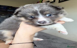 Pomeranian dogs for sale: Adorable Fox Face Pomeranian Puppies - Ready Now - Image 7