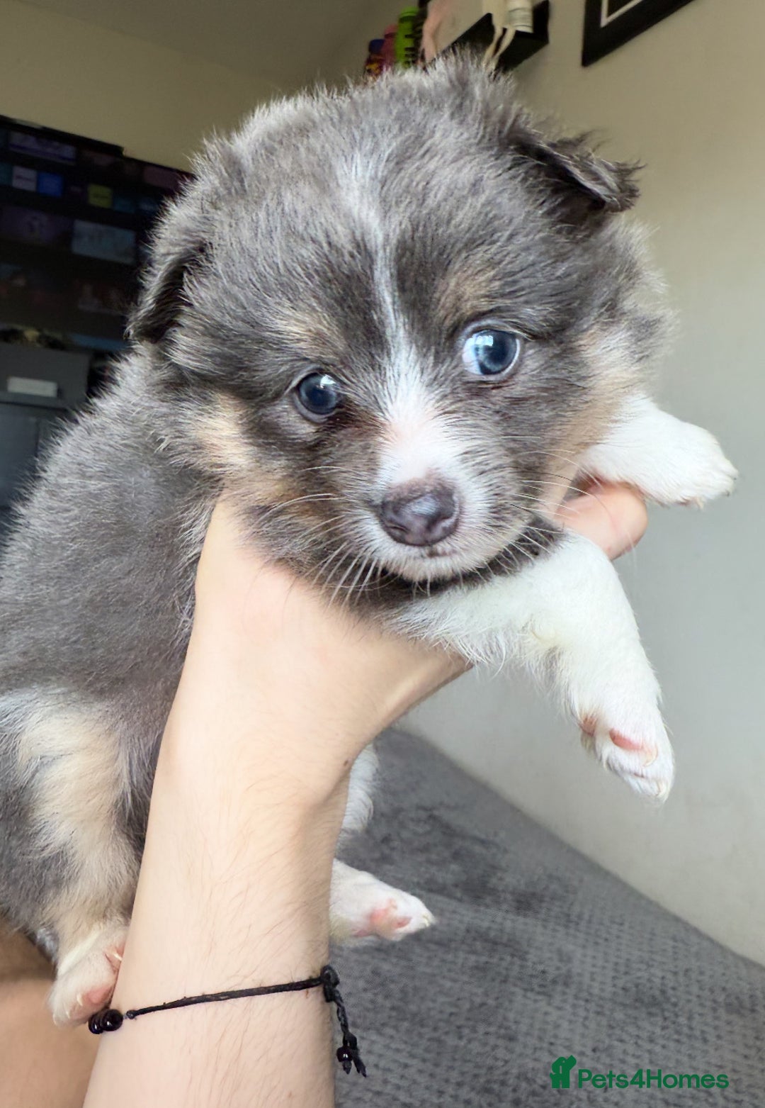 Pomeranian dogs for sale: Adorable Fox Face Pomeranian Puppies - Ready Now - Image 7