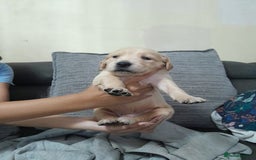 Golden Retriever dogs for sale: Amazing Golden Retrievers for sale  - Image 5