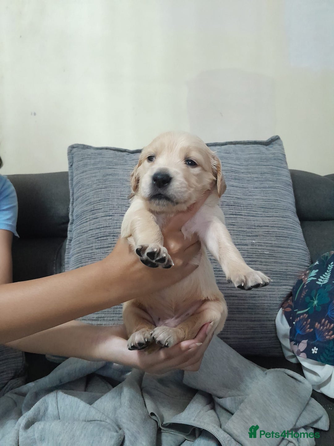 Golden Retriever dogs for sale: Amazing Golden Retrievers for sale  - Image 5