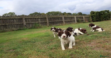 English Springer Spaniel dogs - Advert 2
