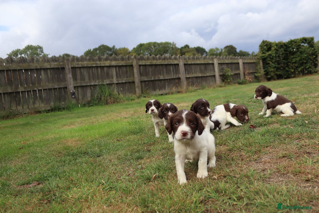 English Springer Spaniel dogs for sale: 2 Lovely Male Springer Spaniels - Image 16