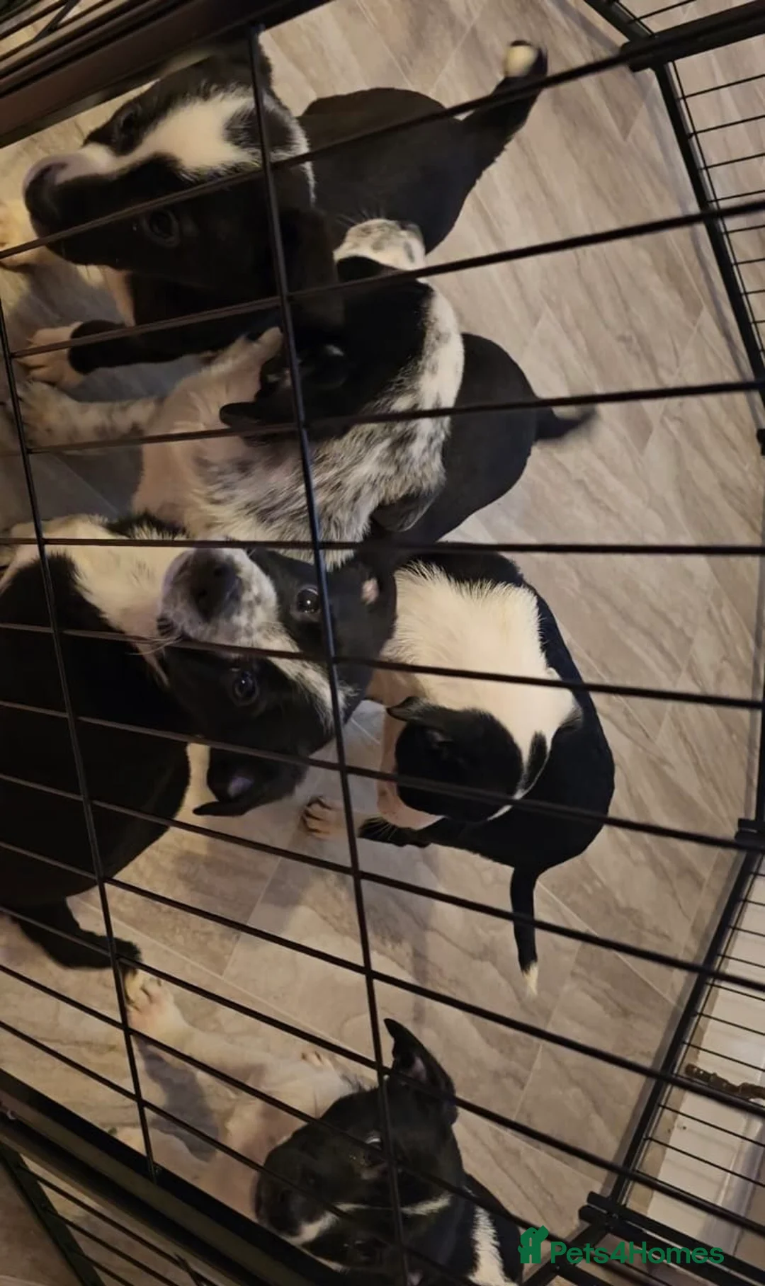 Border Collie dogs for sale: Border collie puppys - Advert 2