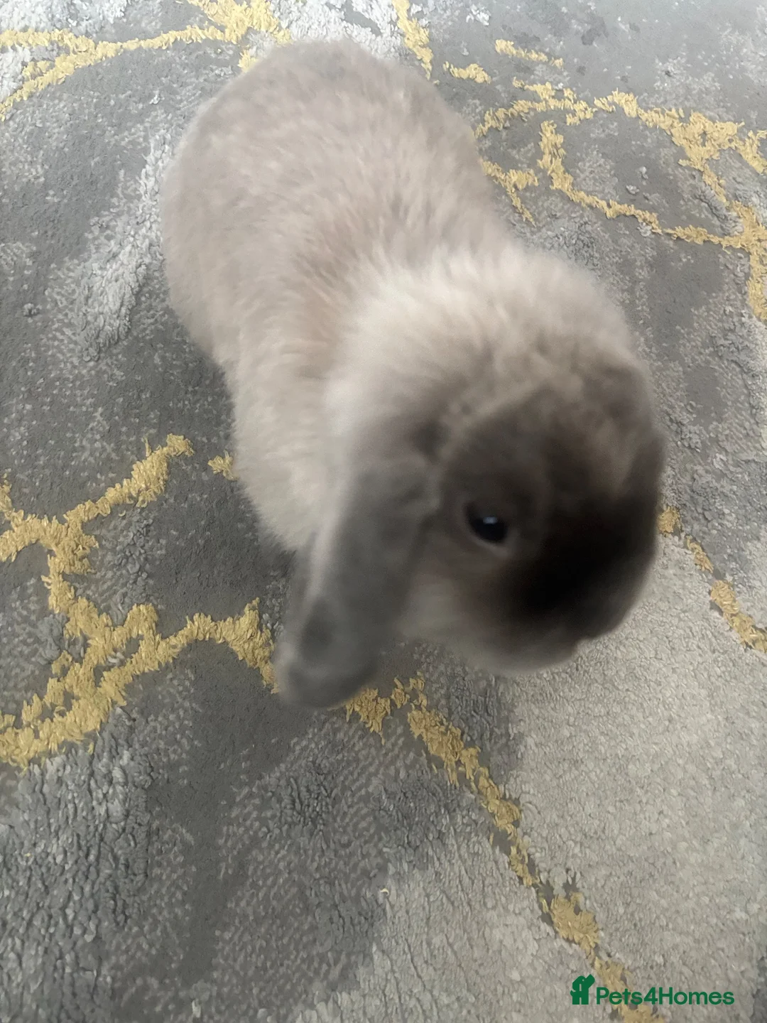 Dwarf Lop rabbits for sale: Dwarf lop bunny  in London - Advert 1