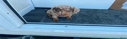Miniature Dachshund dogs for sale: 5 Mini Dachshund Puppies  - Advert 5