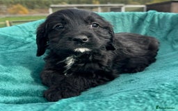 Mixed Breed dogs for sale: Cavapoo x cocker spaniels  - Image 3