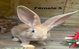 Continental Giant rabbits for sale: READY TO RESERVE - Continental Giant Litter  in Cleckheaton - Image 3
