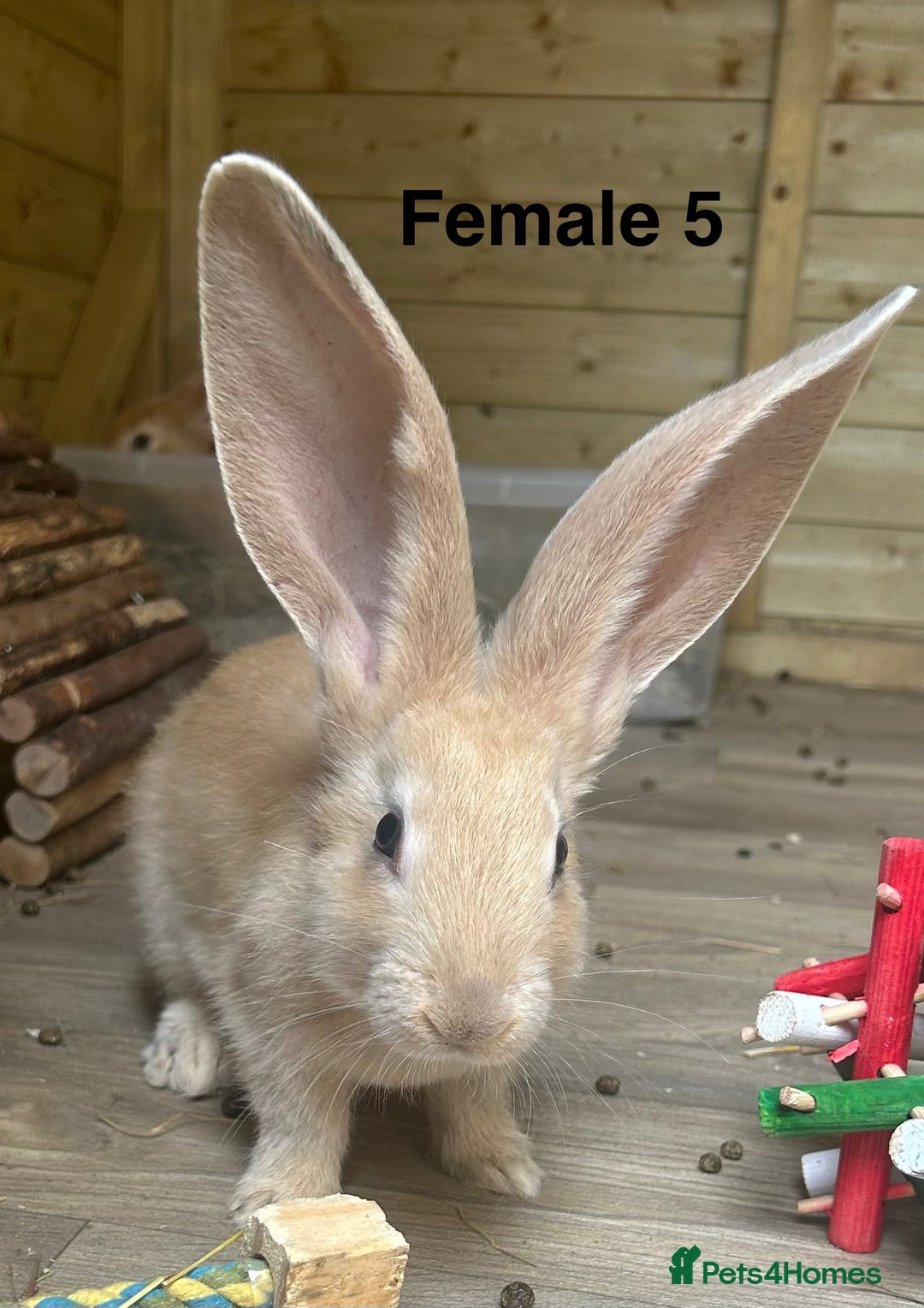 Continental Giant rabbits for sale: READY TO RESERVE - Continental Giant Litter  in Cleckheaton - Image 3
