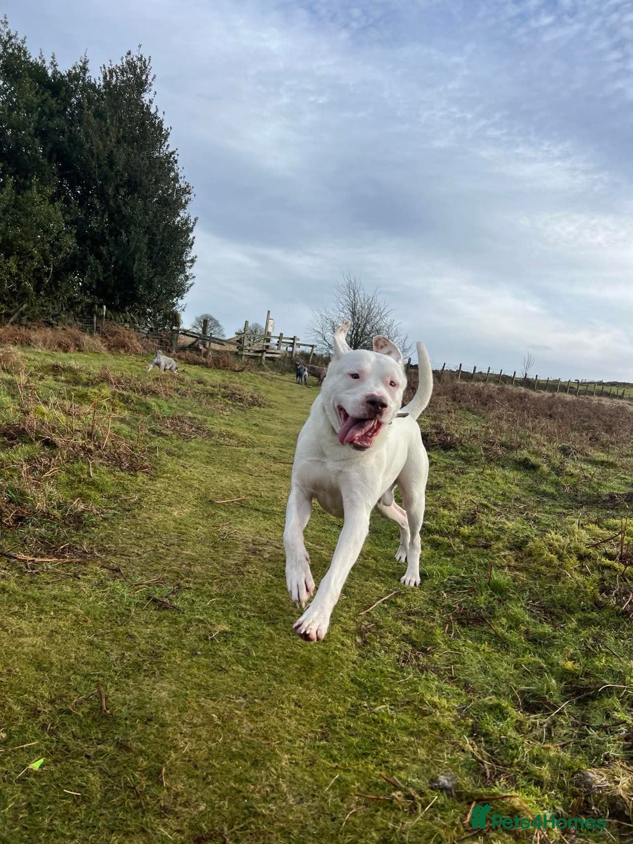 American Bulldog dogs Rehoming our Neo - Advert 1