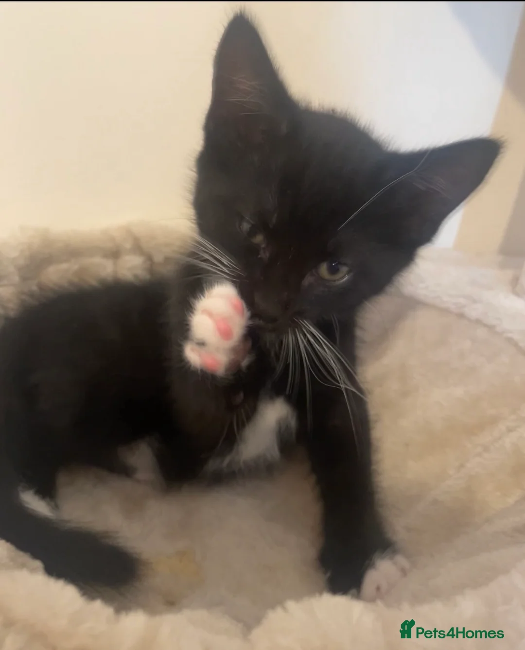 Mixed Breed cats for sale: Beautiful black&white tux tabby for sale ( male) in Ebbw Vale - Advert 2