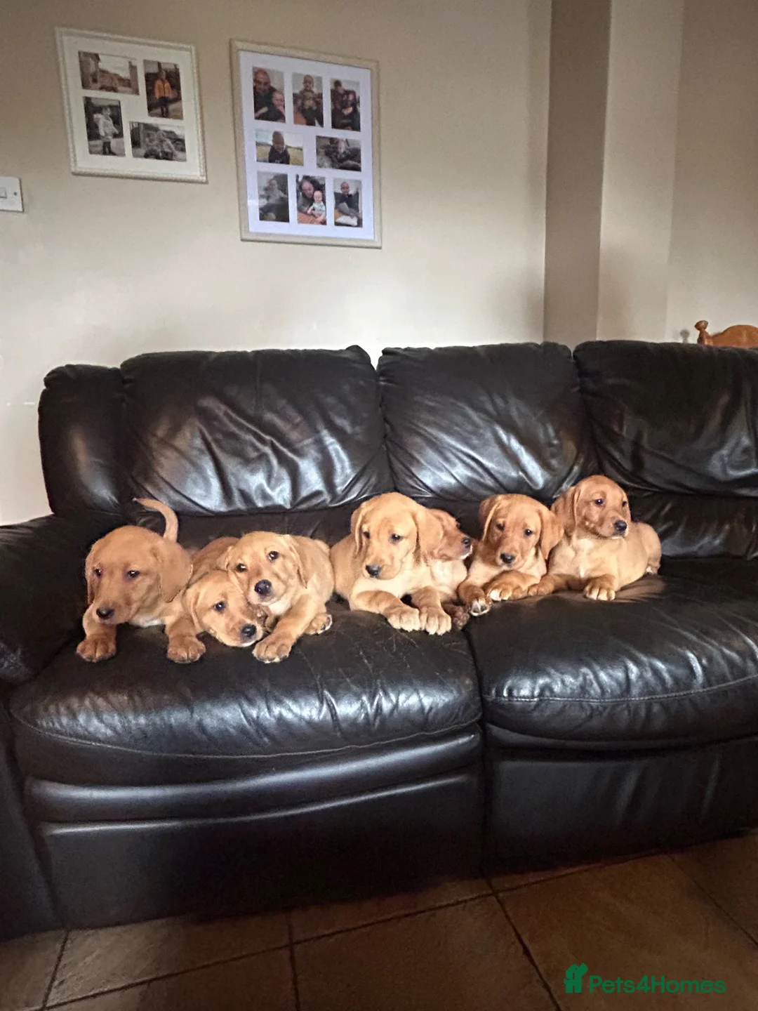 Labrador Retriever dogs for sale: Fox Red labrador Puppies For Sale in Bala - Advert 1