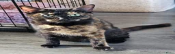Mixed Breed cats for sale: Beautiful remaining kitten - Advert 1