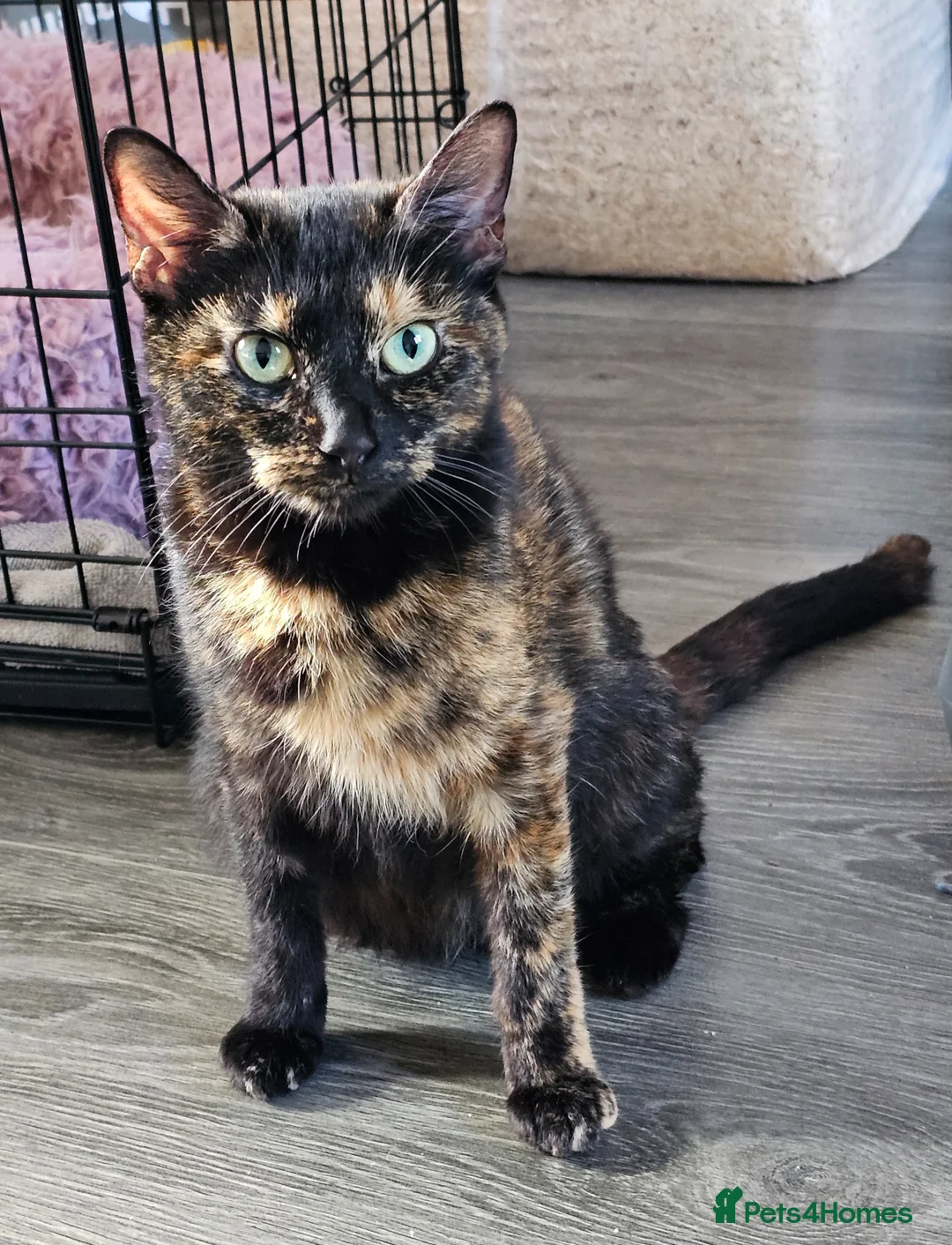 Mixed Breed cats for sale: Beautiful remaining kitten - Advert 1