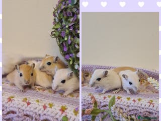 Gerbil rodents **Stunning Tame and Loving Natured Baby Gerbils ** - Advert 3