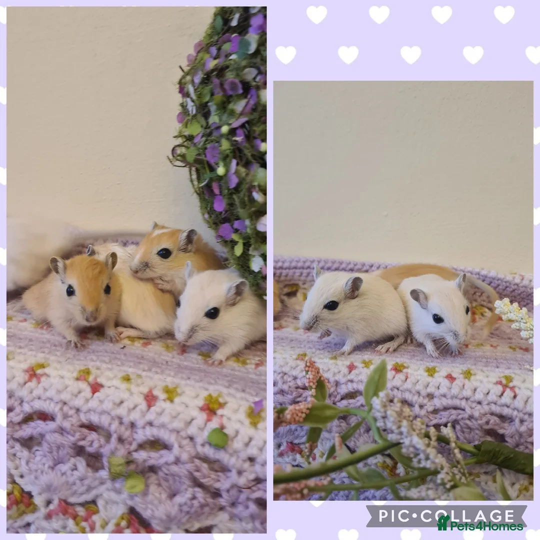 Gerbil rodents for sale: **Stunning Tame and Loving Natured Baby Gerbils ** - Advert 1