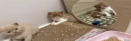 British Shorthair cats for sale: Cinnamon -white BSH  - Advert 16