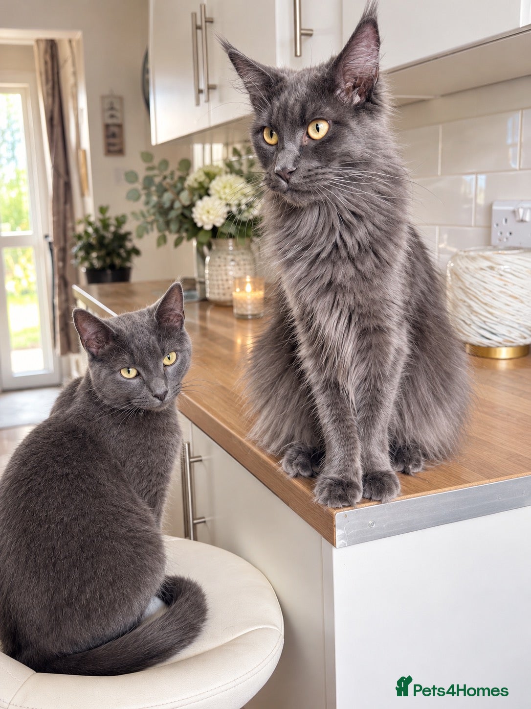 Mixed Breed cats Gorgeous Blue-Grey Maine Coon X Russian Blue - Advert 1