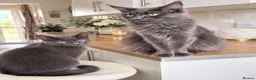 Mixed Breed cats for sale: Gorgeous Blue-Grey Maine Coon X Russian Blue - Advert 8
